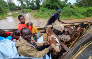 Residents use a boat to evacuate with their animals from the flood waters after River Nzoia burst its banks and due to the backflow from Lake Victoria, in Buyuku village of Budalangi, in Busia County