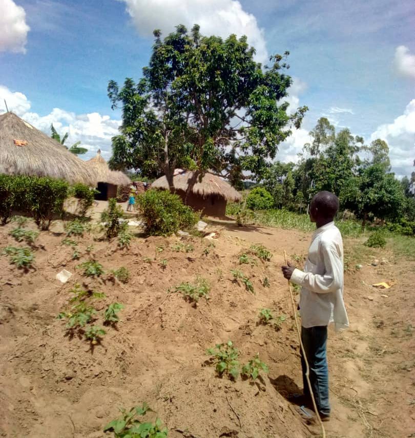 Area LC 1 Chairperson of Minako village showing Red Pepper the point where the apparition appears in an Ovacado tree at the compound of the widow.
