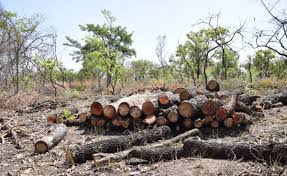 logs