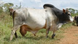 EAC BUlls