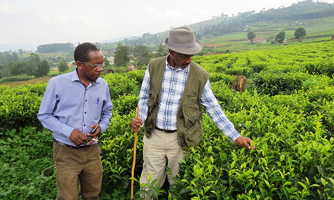 Mugasi-admiring-one-of-the-tea-plantations-in-Kabale-671x403