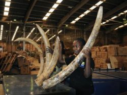 Some-of-the-Siezed-Ivory-in-the-Recent-Years