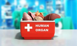Human organ