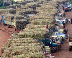 Outgrowers-trucks-deliver-cane-at-Kakira