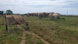 With the aim of improving milk production in Uganda, NAGRC has also imported calf jersey heifers for optimal milk production