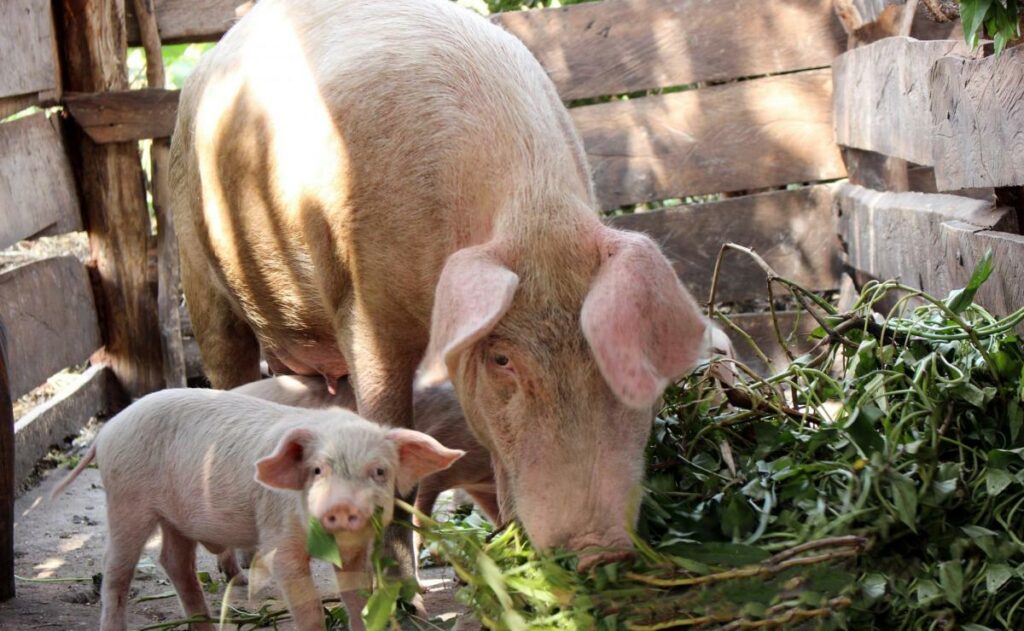 In April 2022, Lubega was alerted by his workers about the deadly disease that had attacked his piggery