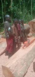 The alleged illegal loggers during their arrest in Zoka forest on Monday