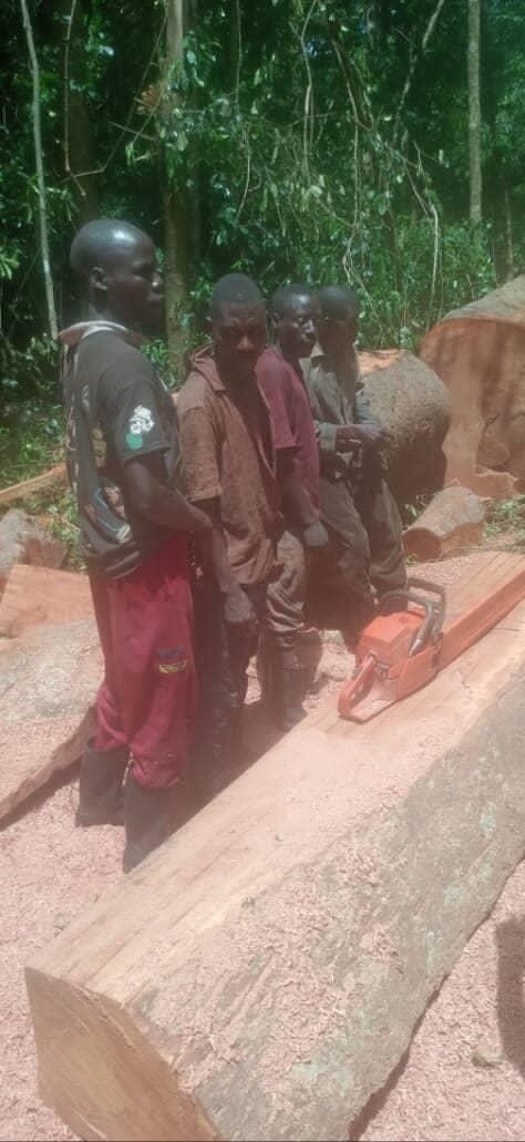 The alleged illegal loggers during their arrest in Zoka forest on Monday