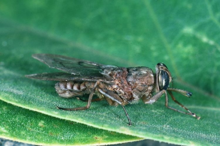 Tsetse-fly-750x500