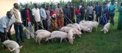 some of the beneficiaries who received the pigs in Rwampara East