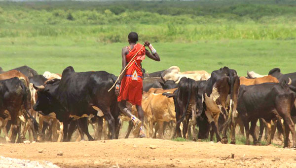 maasai