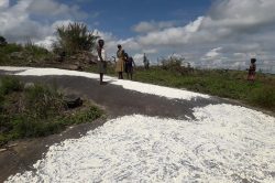 Cassava being spread on a rock to dry before grinding it for food. A common practice in West Nile region. PHOTO BY ANDREW COHEN AMVESI (1)