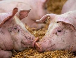 african-swine-fever-pig