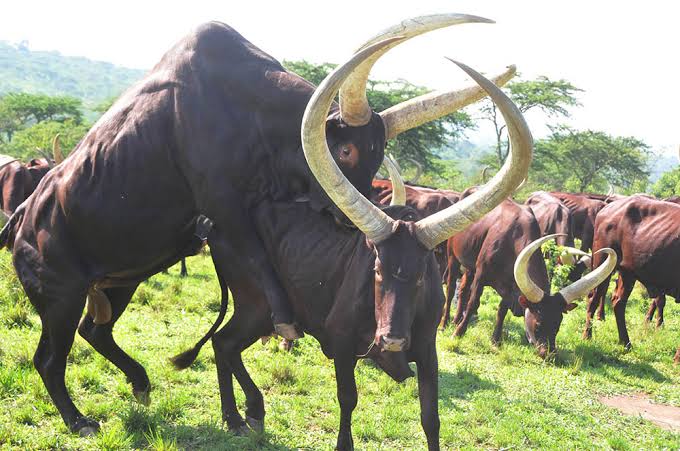 The real Ankore cattle mating in Western Uganda