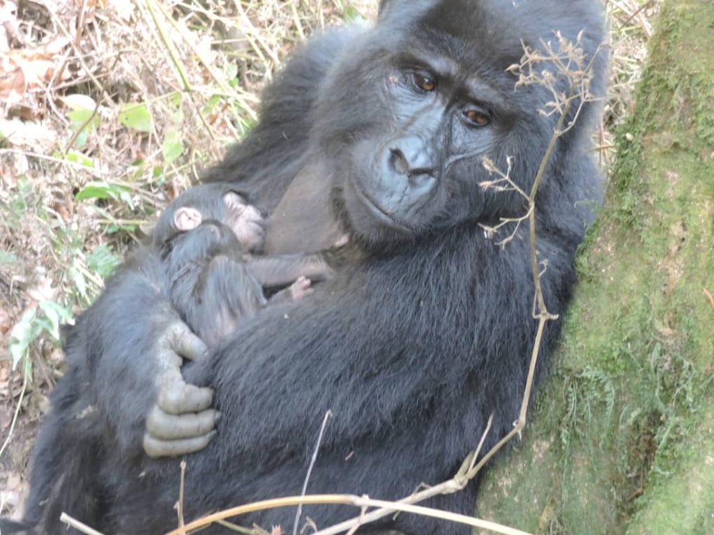 News-Mountain-Gorilla-Baby