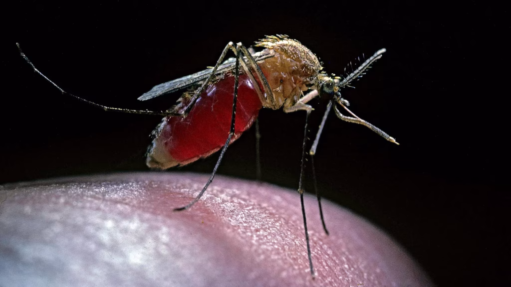 malaria-mosquito-gty-mz-07-230228_1677593034303_hpMain_16x9