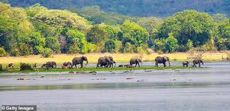 Alice Morrison goes on safari at Uganda's Murchison Falls Park (above) and says a 'good-value safari costs about £200 per day - 30 per cent lower than in Kenya'