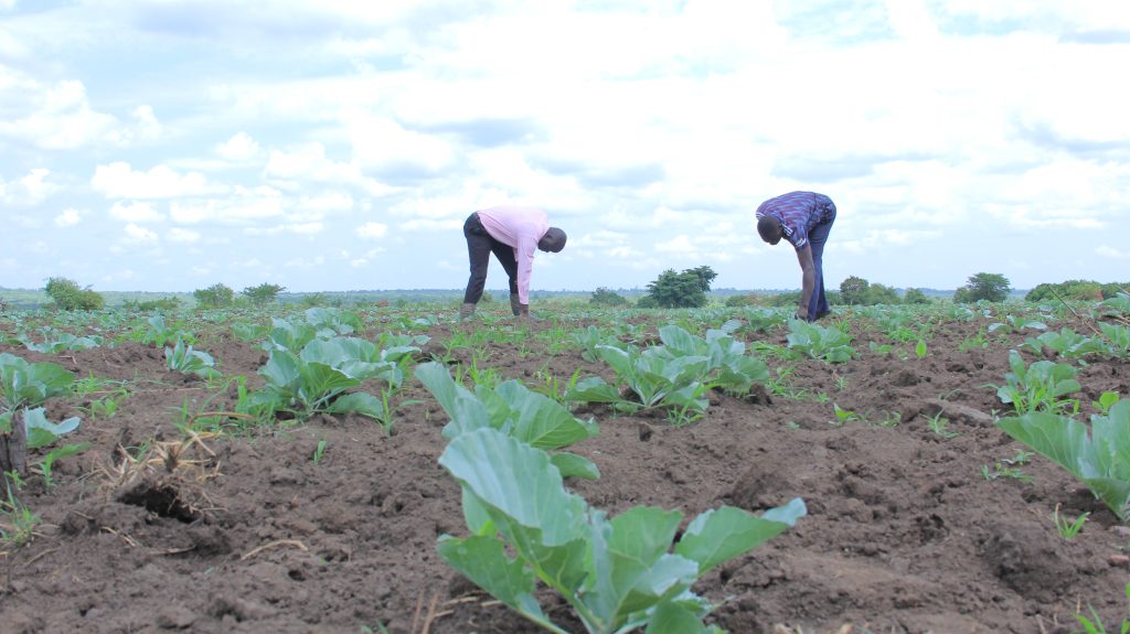 This Adjumani cabbage farmer is a beneficiary of Agri-business loan facility from at Equity Bank Uganda