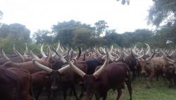 Aswa-ranch
