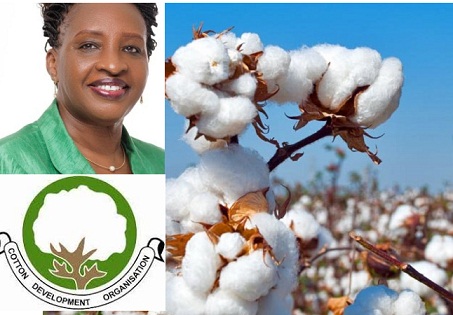 cotton_bg