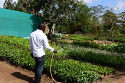 Daniel Ocen watering his tree seedlings