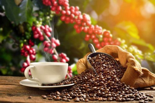 Cup of coffee with coffee beans in burlap sack on coffee tree background by Amenic181 via Shutterstock