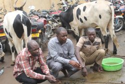 The-arrested-cattle-thieves-in-Mbarara