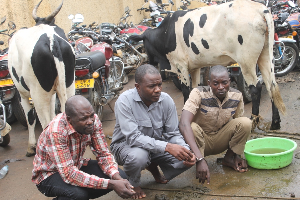 The-arrested-cattle-thieves-in-Mbarara