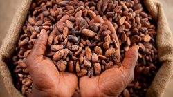 cocoa