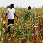 KOTIDO’S SILENT KILLER! 15 Dead as Drought Wipes Out Crops, Thousands Face Starvation in Kotido