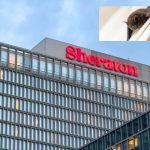 BATS IN BED! Pilot Sues Sheraton Hotel After Midnight Bite Leaves Him With Shs370m Rabies Bill