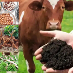 COW DUNG TAX! Broke Ankole Leaders Go Bananas, Demand Tax on Cow Dung, Matooke, Cassava & Beans