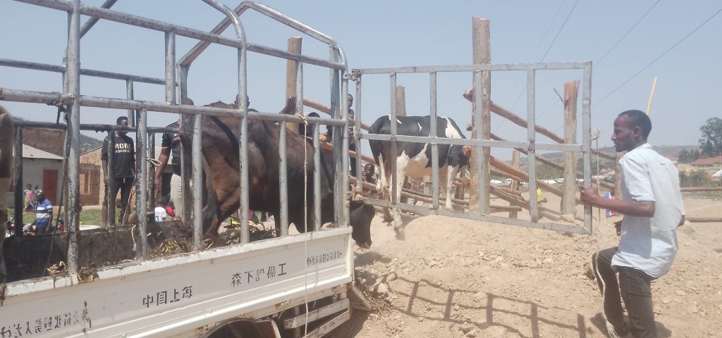 Offloading of some animals off the truck to the market