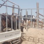 Offloading of some animals off the truck to the market