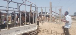 Offloading of some animals off the truck to the market